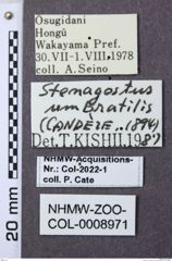 Etiketten zu Stenagostus umbratilis (NHMW-ZOO-COL-0008971)